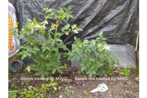 De Invloed van de Multiwave Oscillator op Planten