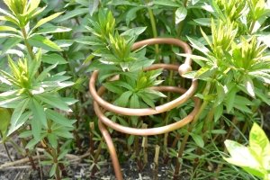 Lakhovsky Plant Systeem van Meditech Europe tussen jonge planten als voorbeeld van een elektrocultuur toepassing in de tuin.