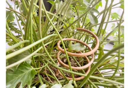 Lakhovsky Plant Systeem