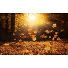 Herfstpakket Herfstpakket