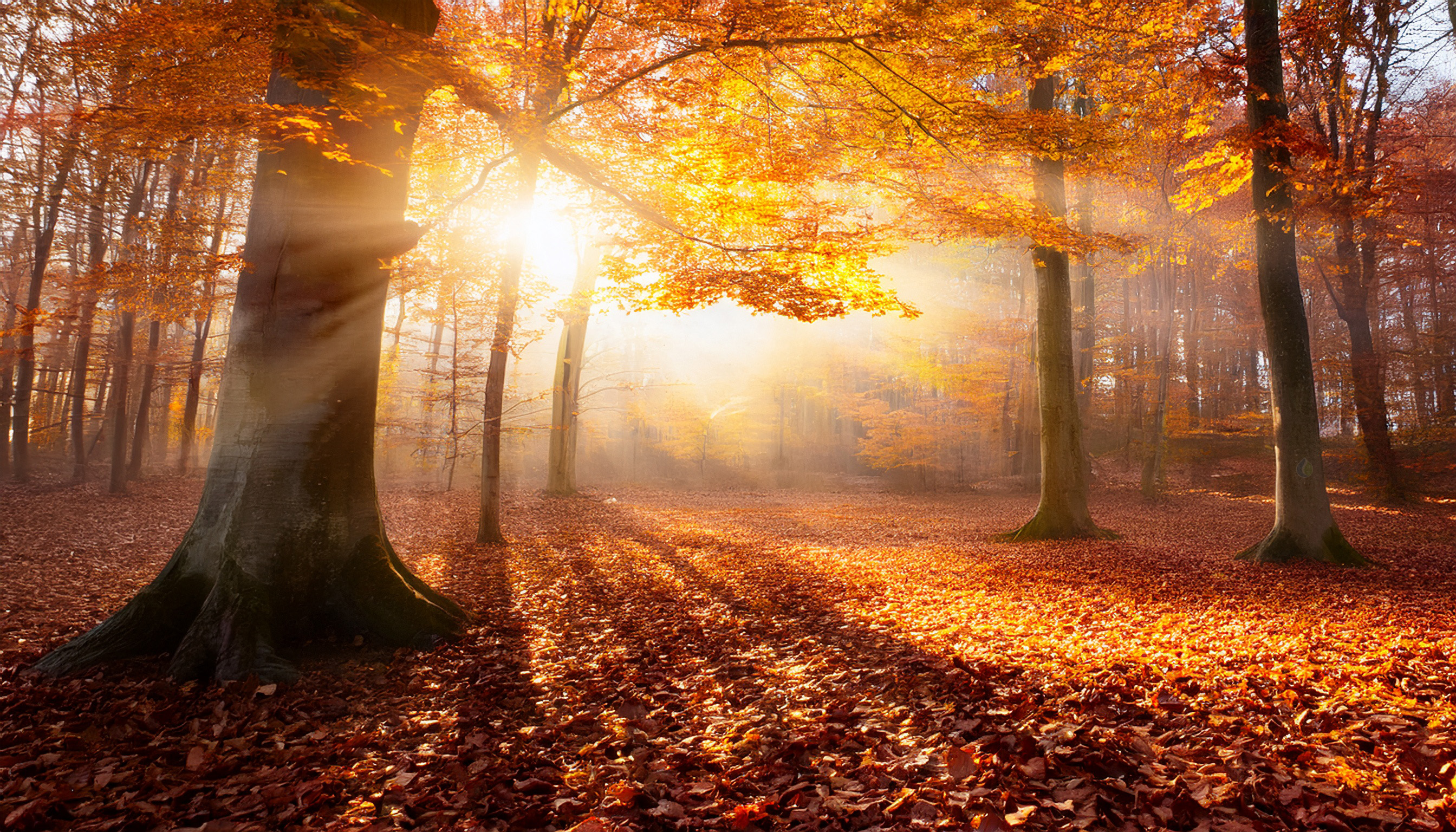 Herfstbos met zonnestralen – symbool voor longen, darmen en balans in de herfst volgens de TCM.