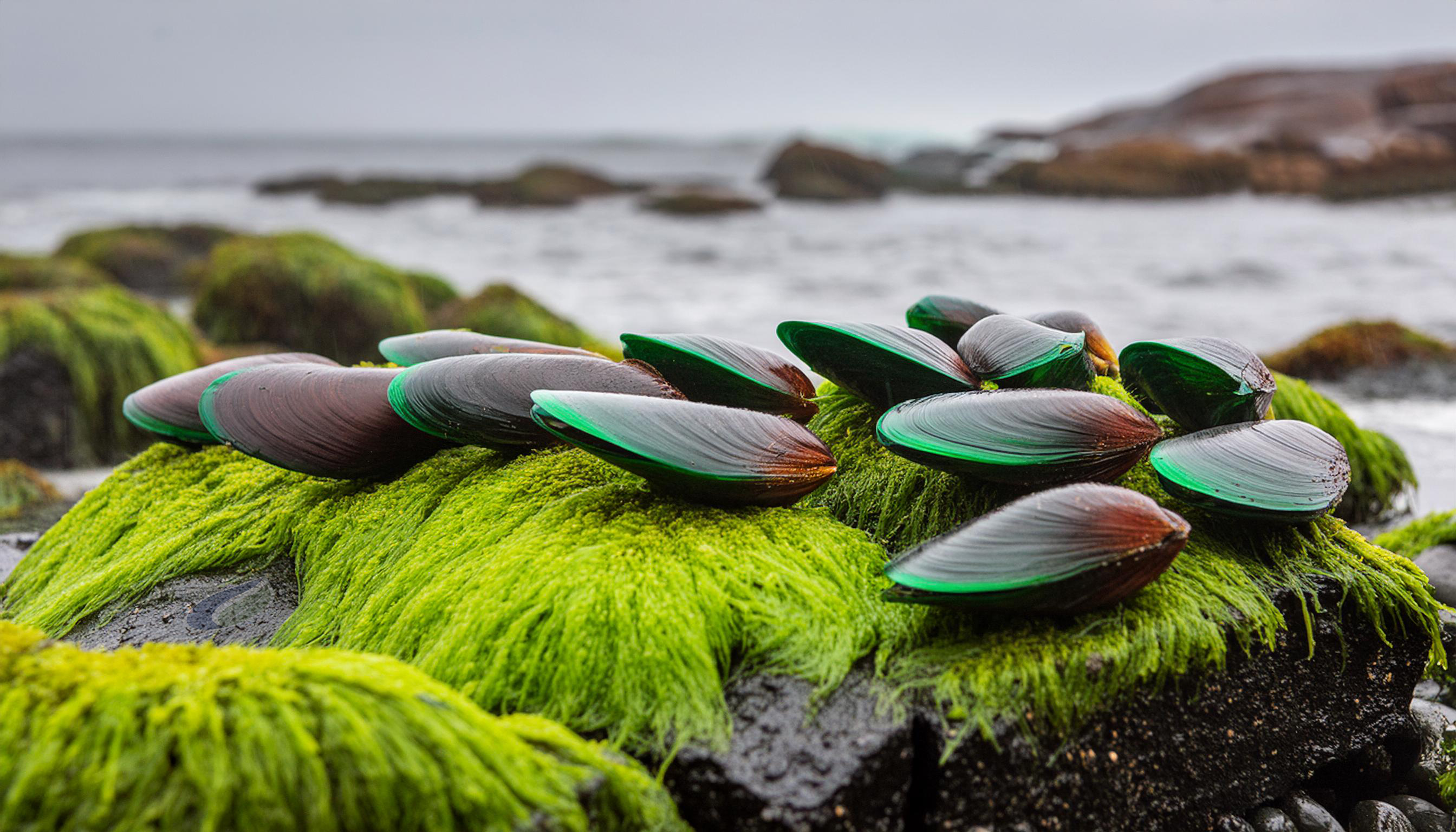 Natuurlijke Kracht: Groenlipmossel en Ovomet voor Gewrichtsgezondheid