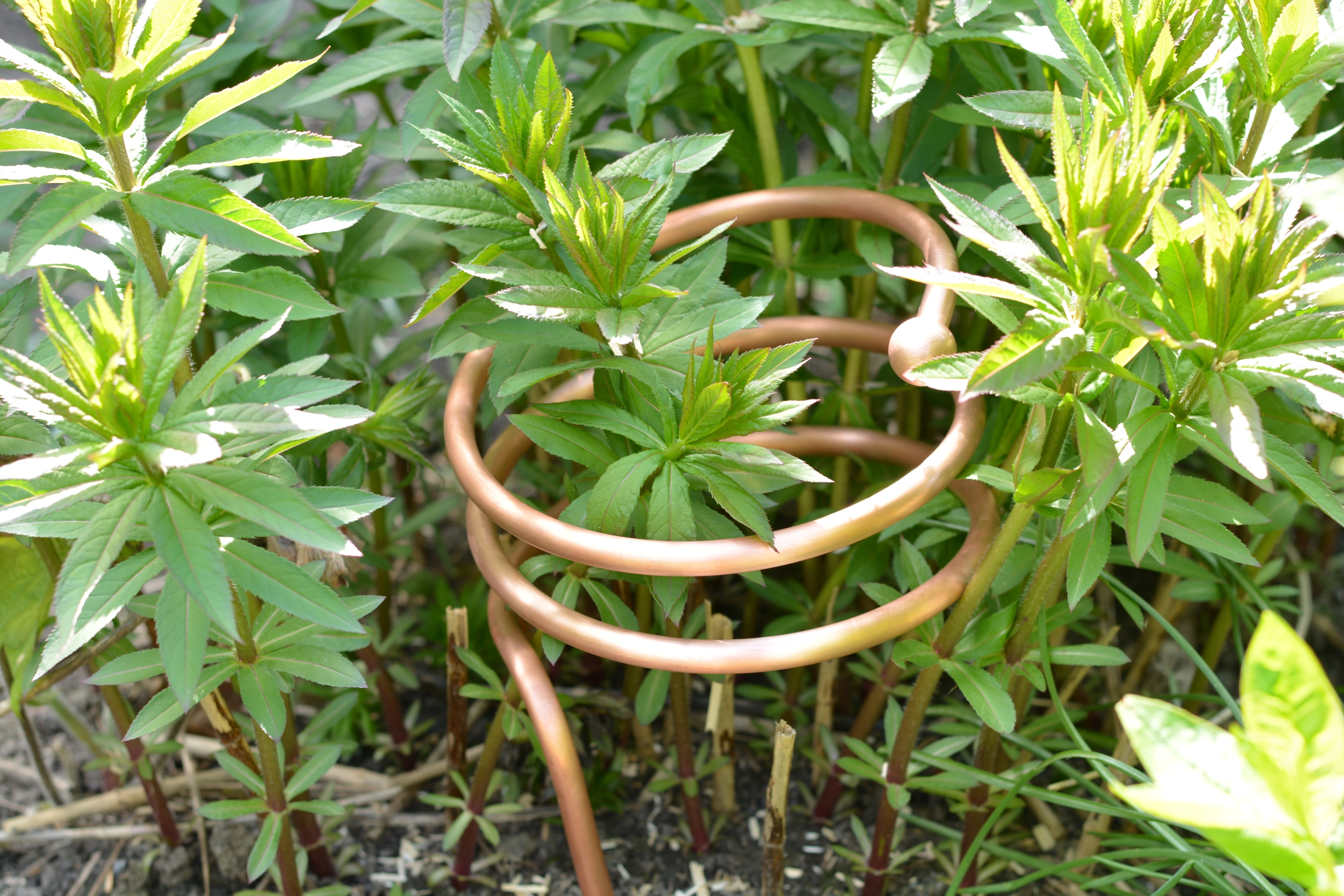 Lakhovsky Plant Systeem van Meditech Europe tussen jonge planten als voorbeeld van een elektrocultuur toepassing in de tuin.